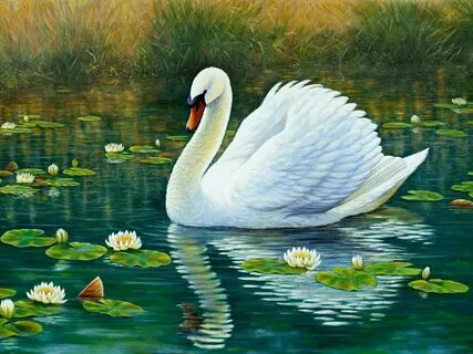 Красивый рисунок лебедя (23 фото) " Рисунки для срисовки и не только