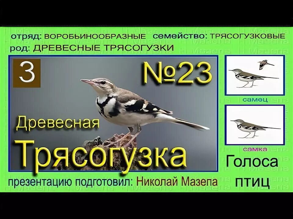 Древесная трясогузка. Трясогузка самец и самка отличия. Желтоголовая трясогузка голос. Желтоголовая трясогузка самец и самка отличия.