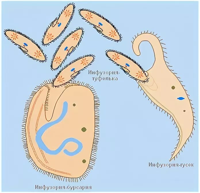 Гусек инфузория строение. Конъюгация инфузорий. Цикл жизни инфузории туфельки. Инфузория туфелька размножение.