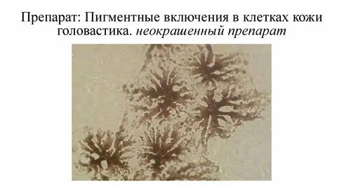 Пигментная ткань локализация в организме