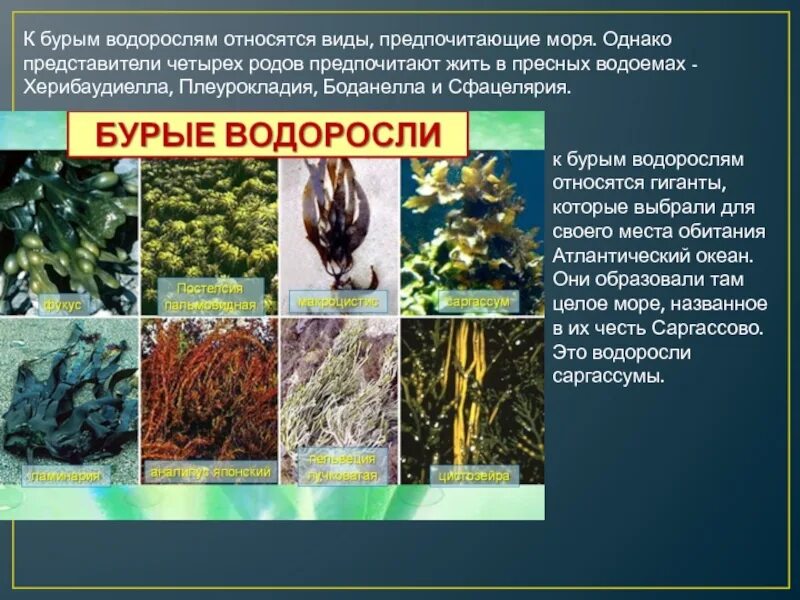 Обитание бурых водорослей. Разновидности водорослей. К отделу бурых водорослей относится. К бурым водорослям относятся. Бурые водоросли представители.