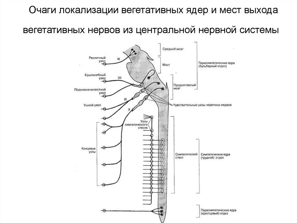 Ядра центрального отдела симпатической нервной системы. Ядра вегетативной нервной системы. Локализация ядер парасимпатической нервной системы. Вегетативная нервная система схема спинного мозга. Ядра центральной нервной системы