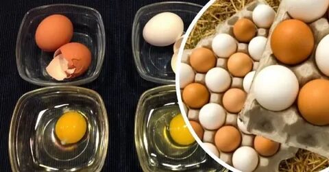 Куда можно продать яйцо