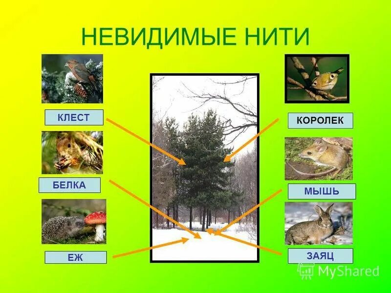 Невидимые нити в весеннем лесу примеры. Невидимая нить. Невидимые нити примеры. Невидимые нити в лесу. Невидимые нити в лесу примеры.