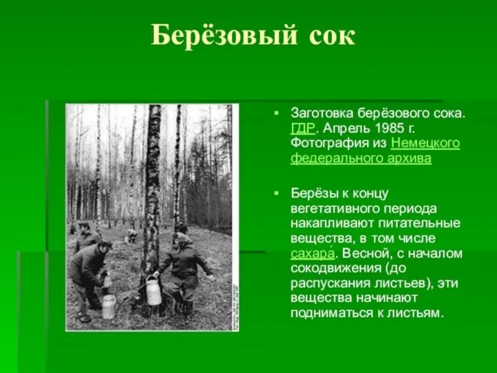 Польза березового сока сообщение 6 класс биология. Сообщение про березовый сок. Березовый сок презентация. Заготовка березового сока. Сообщение на тему берёзовый сок.