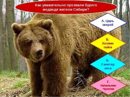 Бурый медведь слова