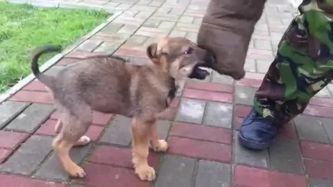 Щенок 1 месяц кусается