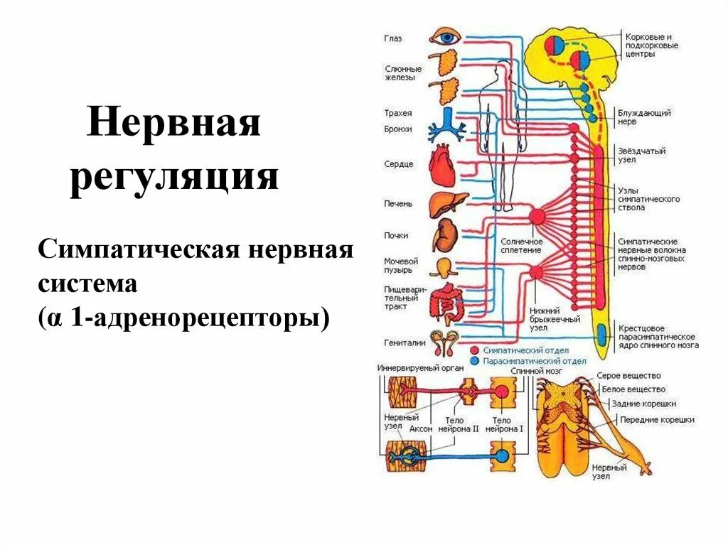 Симпатическая регуляция. Нервные узлы. Симпатическая нервная система схема. Нервная регуляция симпатическая нервная система.