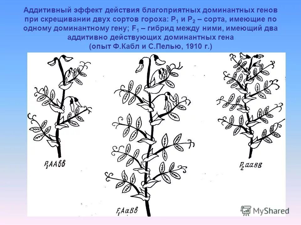 Инбридинг голубей схема. Генетическое обоснование результатов инбридинга. Инбридинг Дарвина. Аутбридинг капустноредечный гибрид. Простой инбридинг