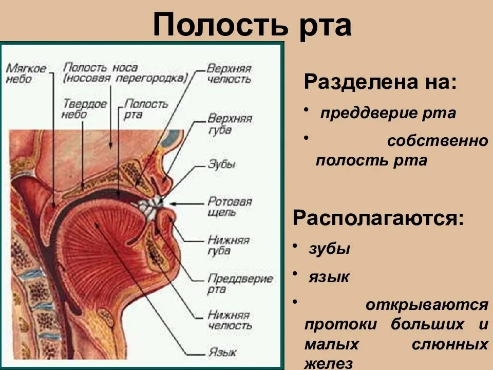 Преддверие рта и собственно ротовая полость строение. Строение преддверия рта. Предверие поло си и РИА.