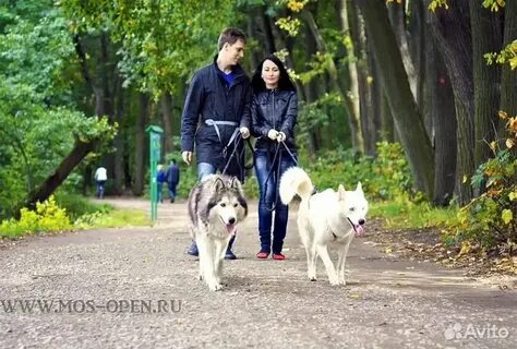 Прогулка с хаски