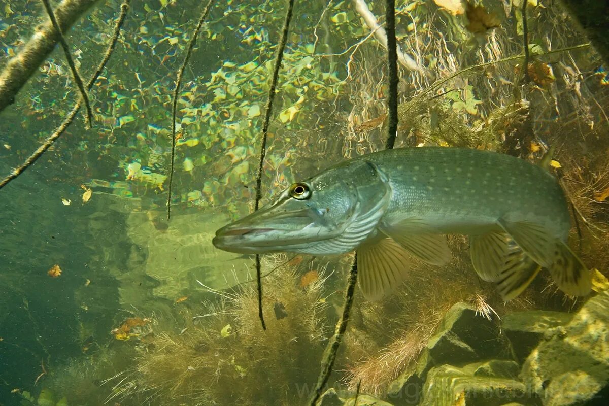 Образ щуки. Щука Esox Lucius. Обыкновенная щука (Esox Lucius). Esox Lucius рыба. Щука на белом фоне.