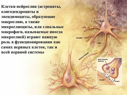 Сама нервная