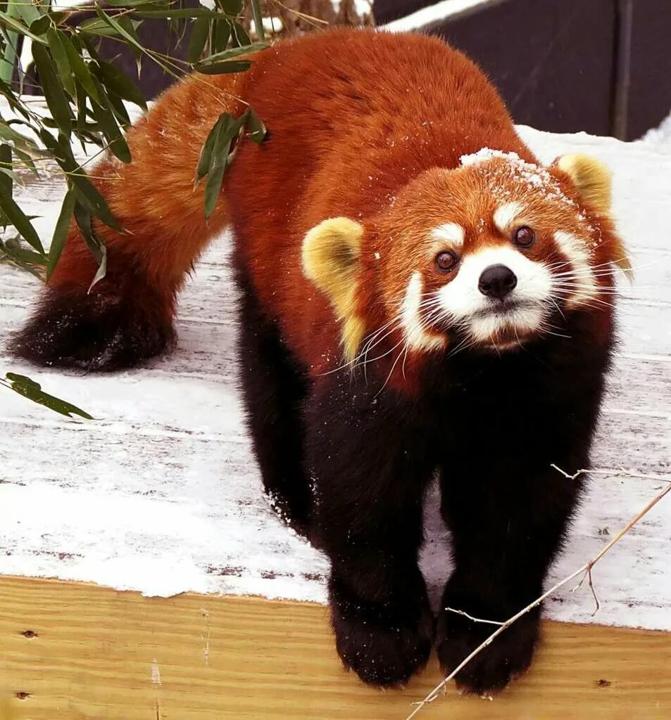 сумчатая панда. красный медведь. красная панда, m. красная панда. малая (красная, рыжая, енотовидная) панда.