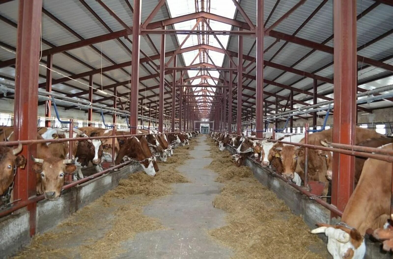 Мини ферма КРС. Телята на ферме. Механизация животноводства. Механизация животноводческих ферм.