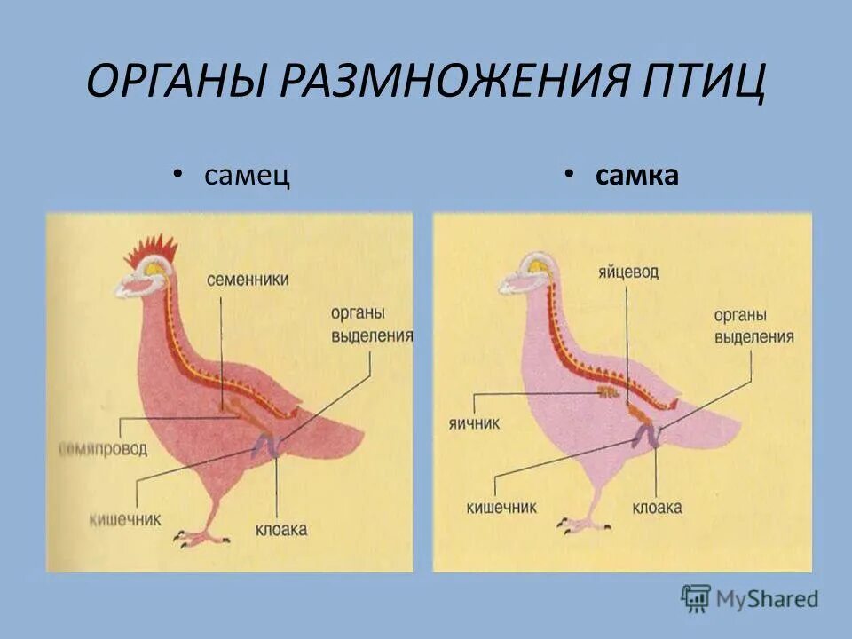 Репродуктивная система птиц схема. Как размножаются птицы схема. Анатомия петуха репродуктивный орган. Как происходит оплодотворение у птиц.