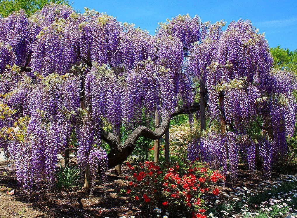 Кустарник глициния. Глициния wisteria sinensis. Вистерия китайская глициния. Кустарник глициния. Глициния китайская синензис.