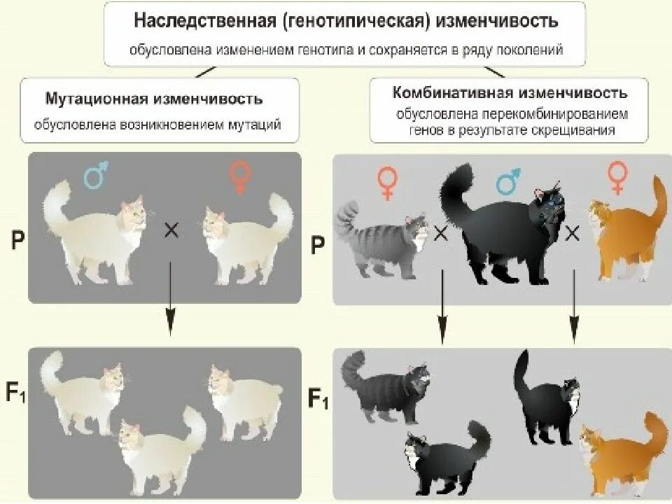 Наследственная изменчивость. Изменчивость животных. Наследственная изменчивость примеры у человека. Генетическая изменчивость. Наследственная комбинативная и мутационная