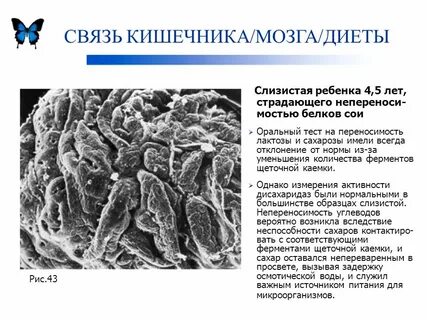 Ферменты сои