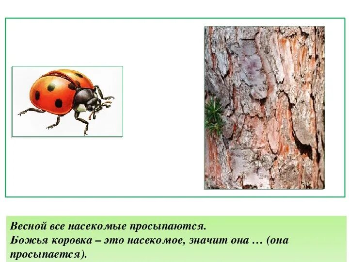 Какие насекомые просыпаются весной. Какие насекомые просыпаются весной первыми. рассказ про насекомых которые просыпаются весной.