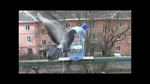 Как легко поймать голубя