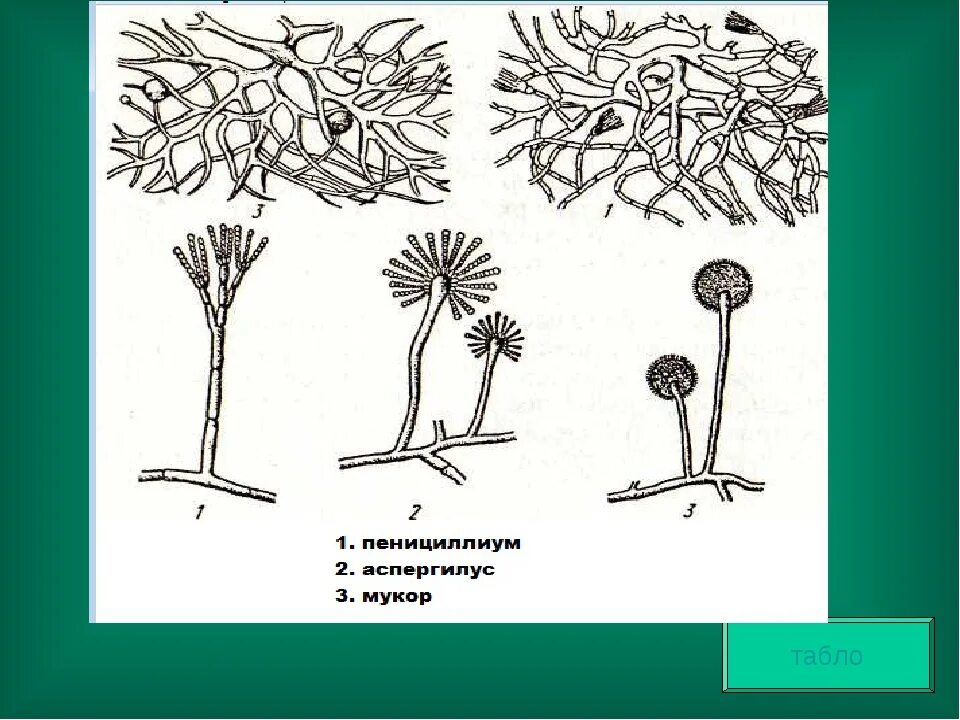 Признаки мукора. Мукор пеницилл аспергилл. Мукор и пеницилл. Грибы рода Aspergillus - Penicillium. Пеницилл и аспергилл.