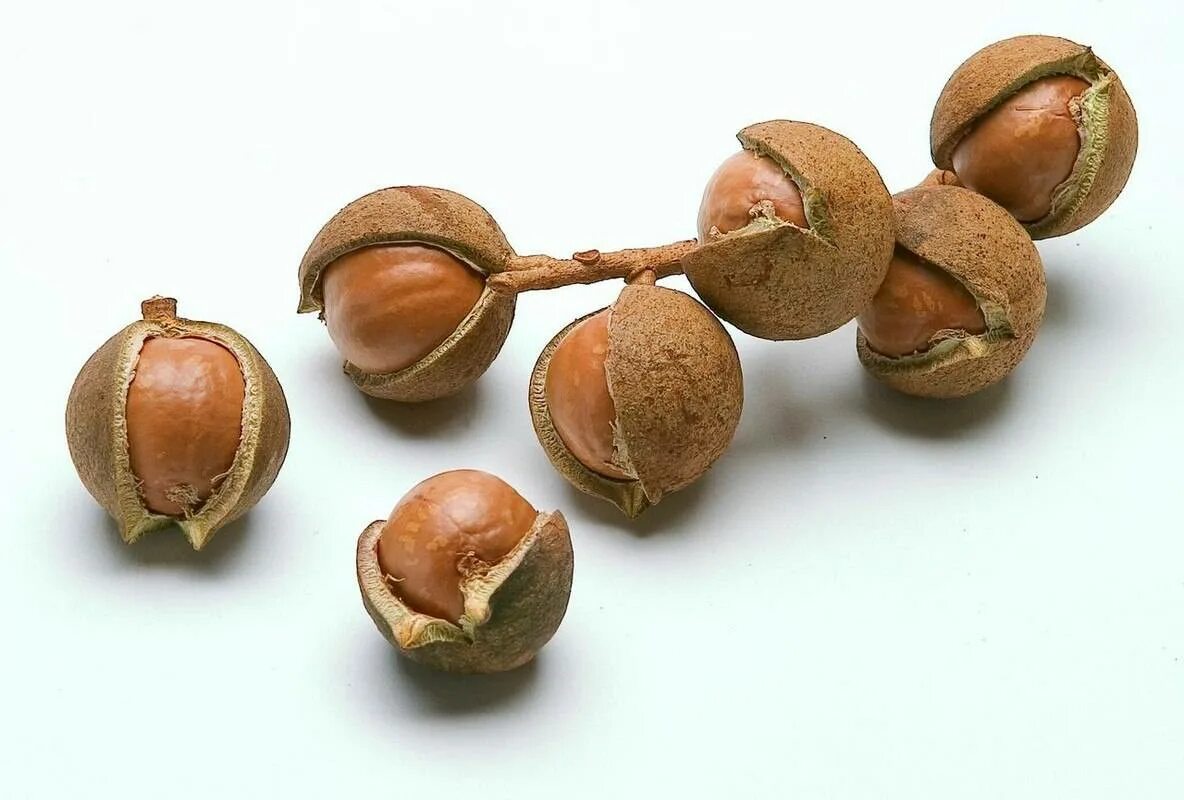 Что внутри ореха. Родина макадамского ореха. Орешки чинарики. Австралийский орех Микадо. Буковый орех чинарик.