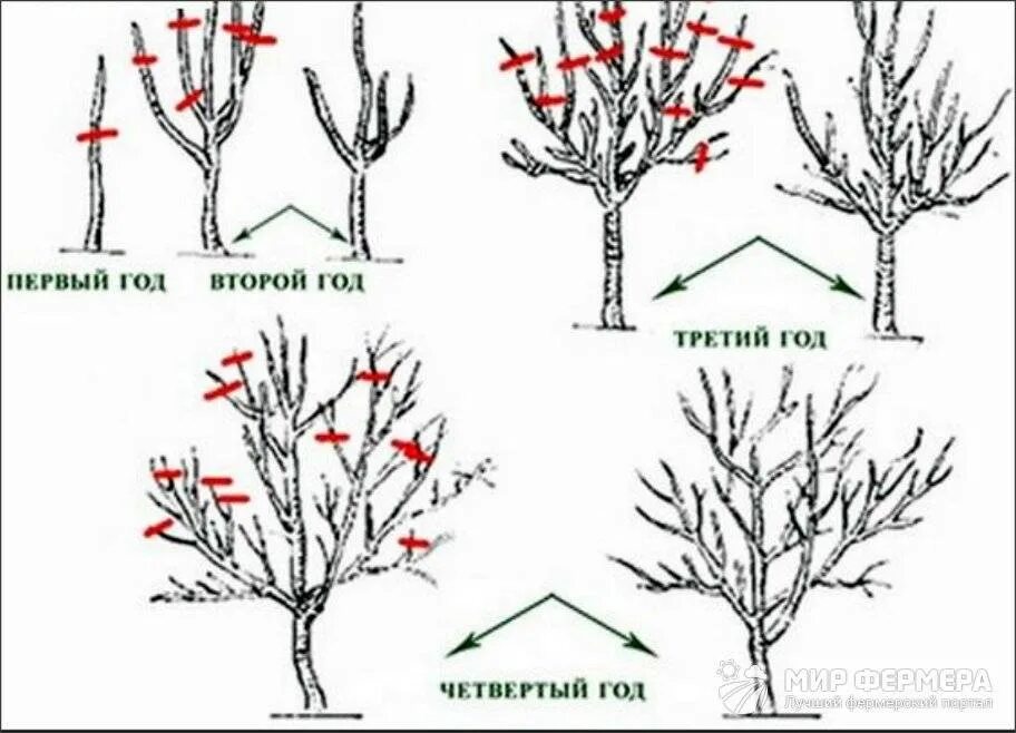 Жимолость обрезка