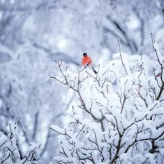 Птицы на снегу текст