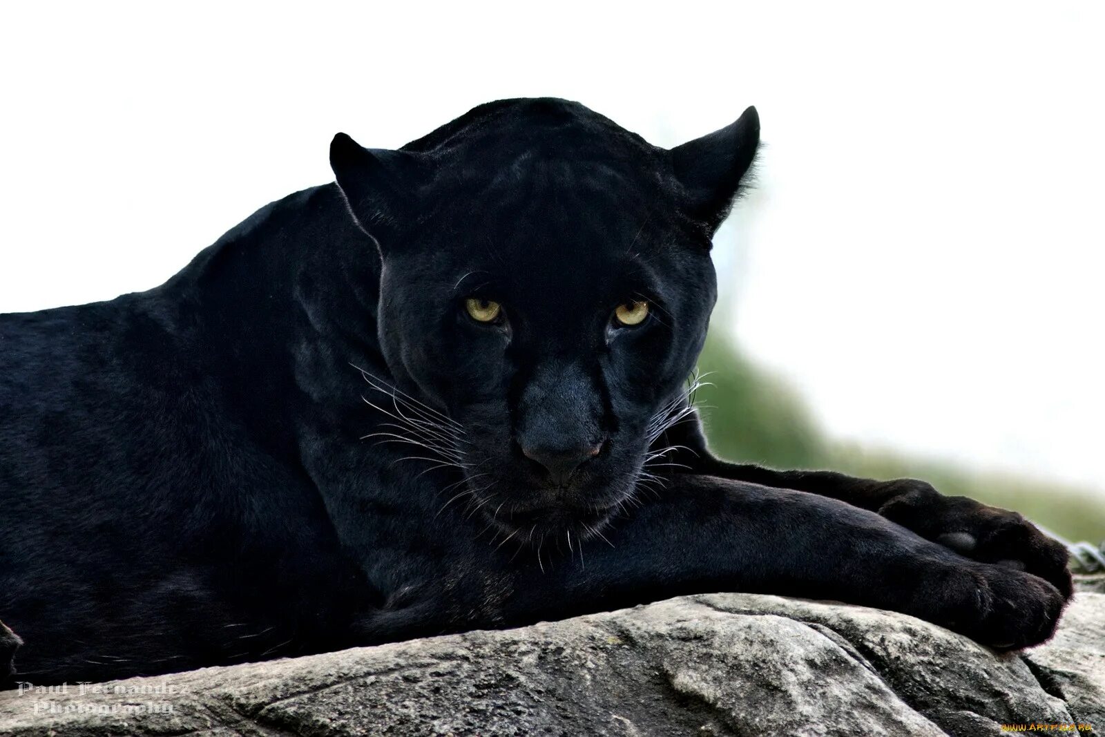 Темно обитатель. Черная пантера Ягуар. Черная пантера животное. Пантера на белом фоне. Пума черная.