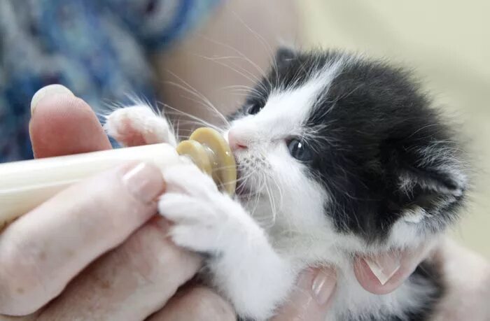 Новорожденные котята. Выкармливание котят. Кормление новорождённого котёнка. Искусственное вскармливание котят. Как выкормить новорожденного котенка