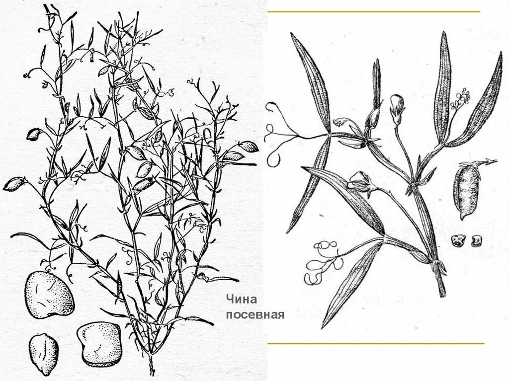 Чина чуть чуть. Чина Луговая строение. Чина посевная листья. Чина посевная плод. Чина Луговая семена.