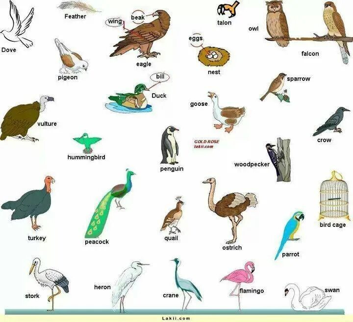 Названия птиц на английском. Животные и птицы на английском языке. Птица по англ. Птицы ра английсктм. Перевести птиц на английский
