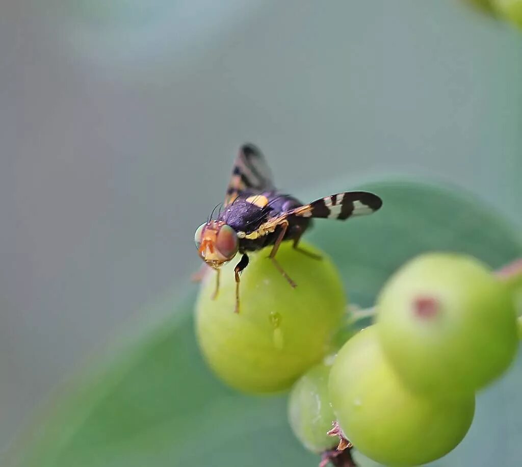 Вишне муха. Вишневая Муха Rhagoletis Cerasi. Восточная Вишневая Муха Rhagoletis cingulata Loew.. Муха Вишневка.