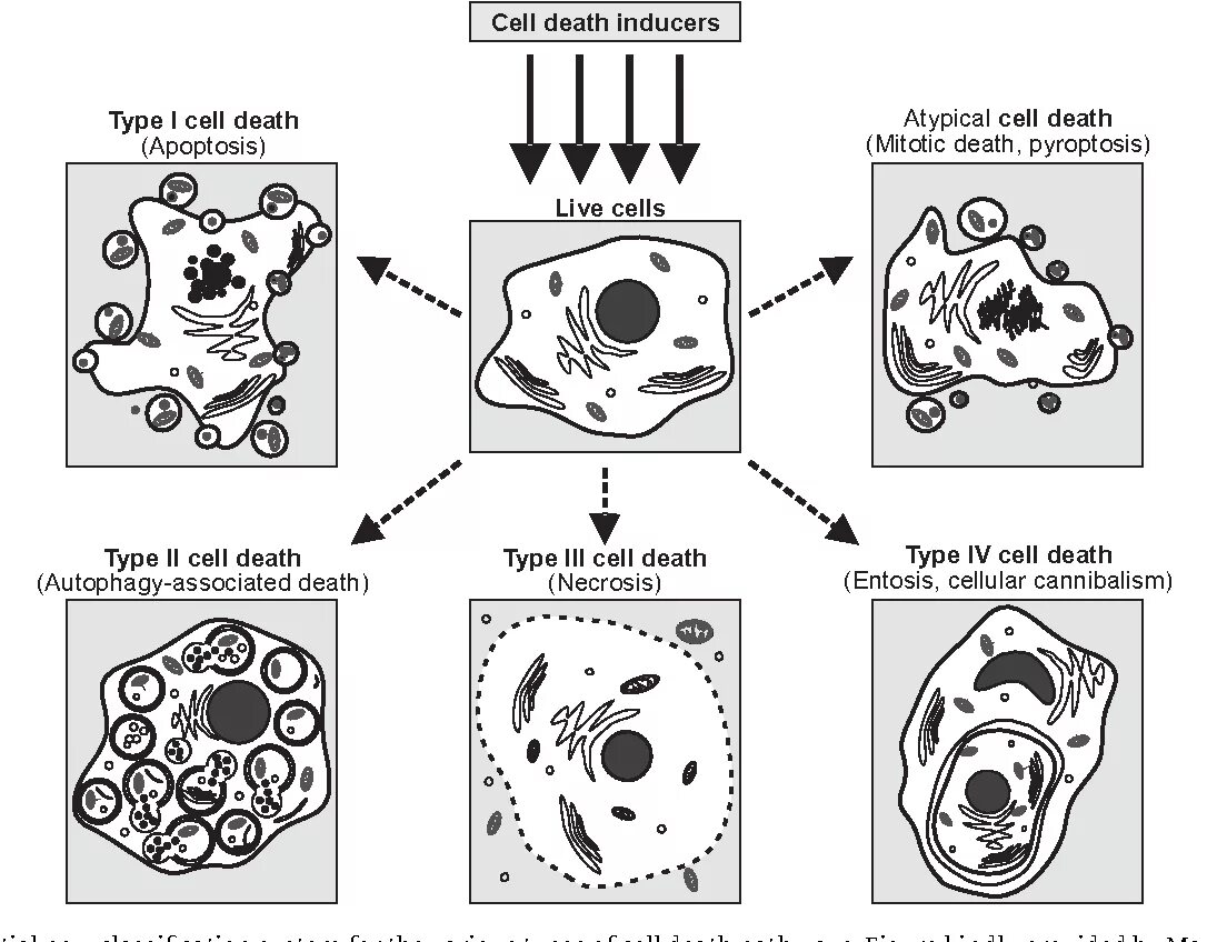 Rows 0 cells
