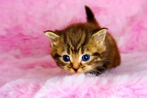 Самый маленький котенок 