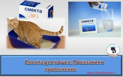 Смекта котенку 2 месяца