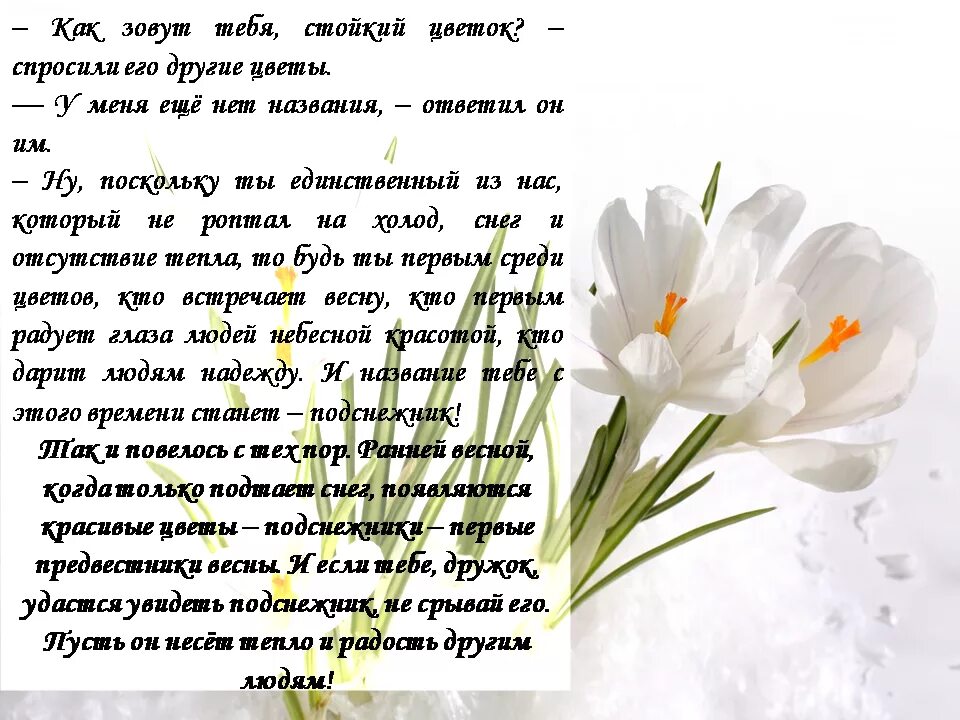 Сказка про подснежник для детей. Сказка про подснежники. Сказка о подснежнике для детей. Придумать сказку про подснежники. Сказка о подснежнике 3 класс.