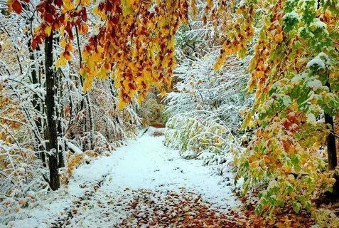 Первый снег осенью стихи