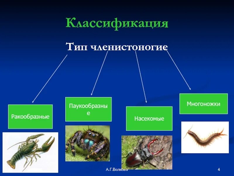 3 класса типа членистоногих. Классификация типа Членистоногие. Членистоногие систематика. Систематика типа Членистоногие. Тип Тип Членистоногие паукообразные.