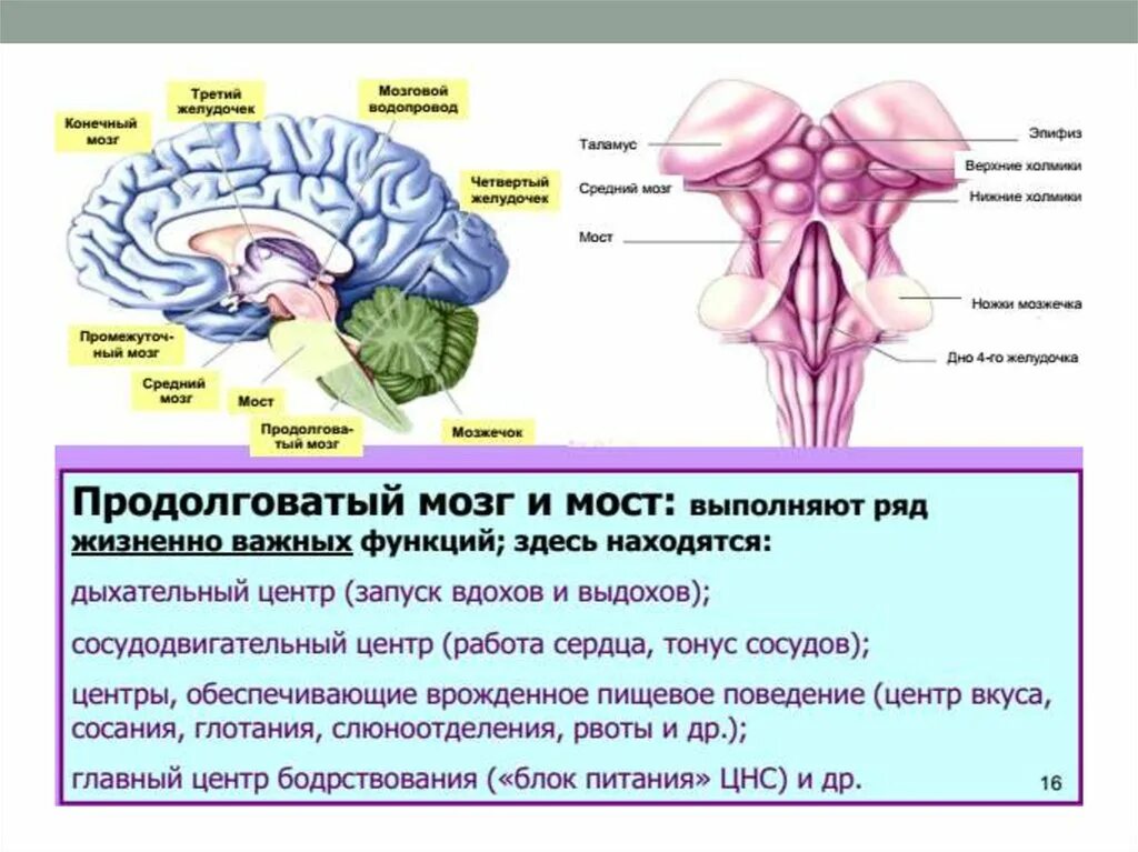 Нервные продолговатого мозга. 4 Желудочек головного мозга ядра. 4 Желудочек и водопровод головного мозга. Нервные центры продолговатого мозга, их функции.. Функции ядер продолговатого мозга.