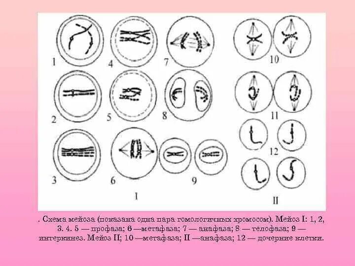 Схема мейоза редукционное деление. Схема мейоза рисунок. Мейоз 1 и мейоз 2. Схема мейоза 6 класс. Каким номером на схеме обозначено мейотическое