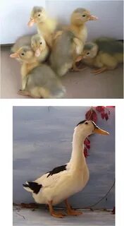 Утка 40