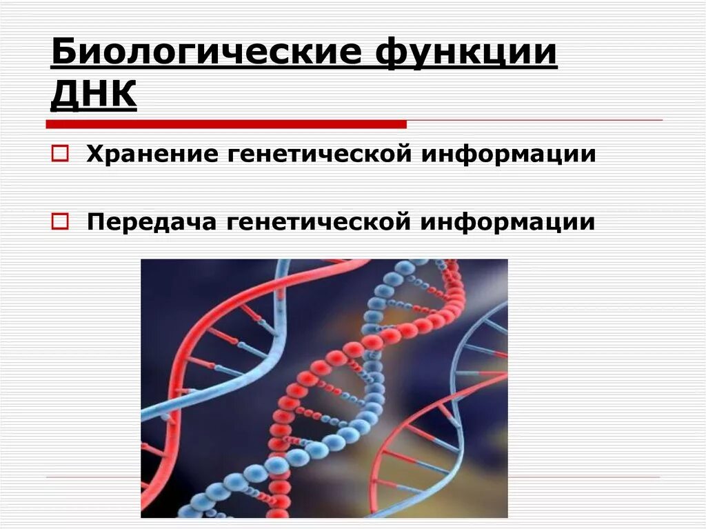 Наследственная информация представлена. Хранение генетической информации ДНК. Функции ДНК хранение наследственной информации. Функции ДНК. Функции молекулы ДНК.