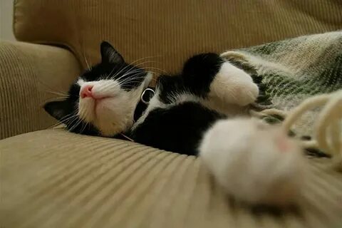 Helps dogday sleep