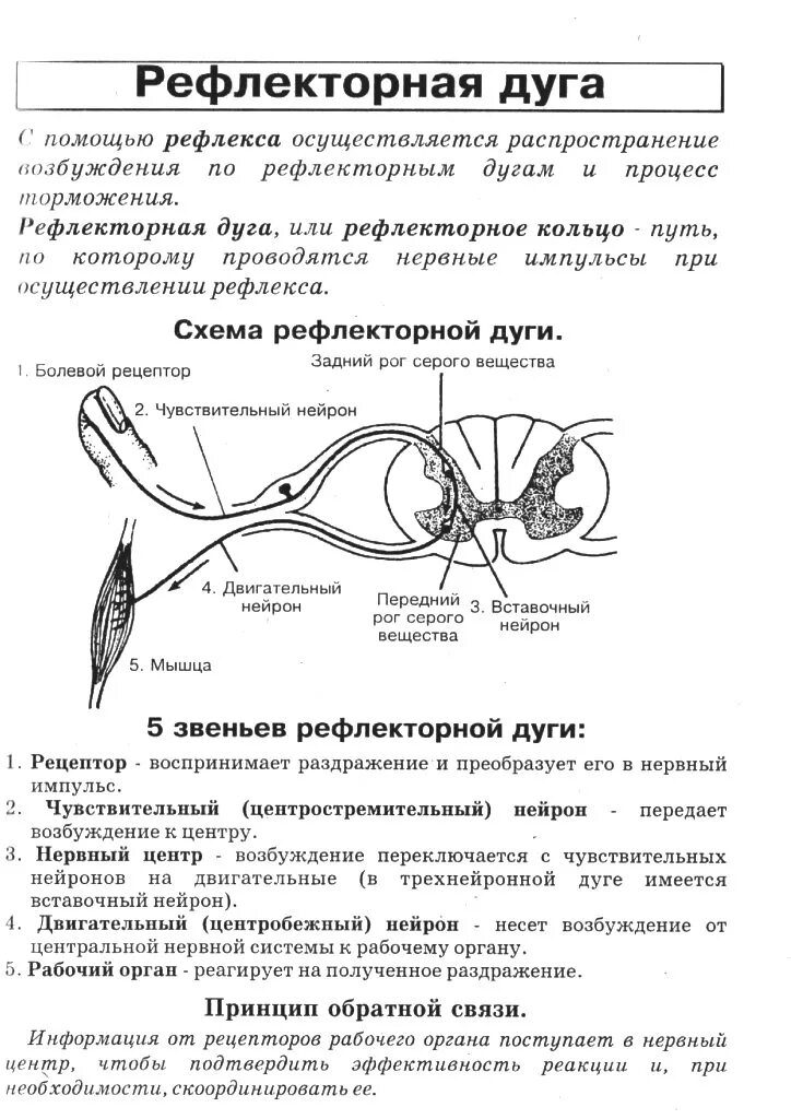 Структура и функции рефлекторной дуги. Элементы рефлекторной дуги и их функции. Схема рефлекторной дуги биология. Рефлекторная дуга строение и функции.