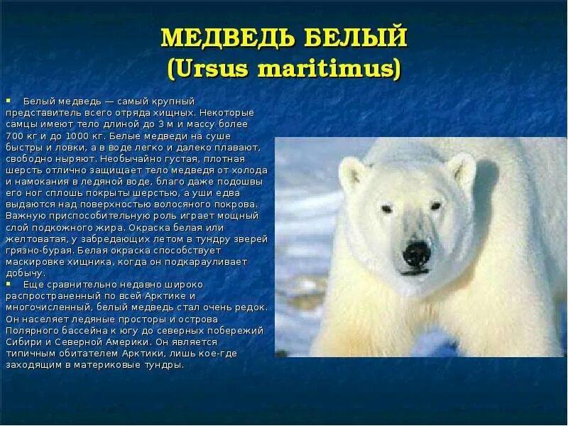 Рассказ о белом медведе 3 класс окружающий мир. Развивающие задания на тему белый медведь. Доклад про белого медведя. Презентация на тему белый медведь. Характеристики белого медведя.