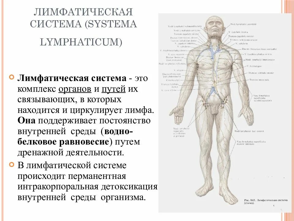 Что дает лимфа. Схема работы лимфатической системы. схема строения лимфоидной системы человека. лимфа система человека схема движения лимфы. функции лимфатической системы анатомия.