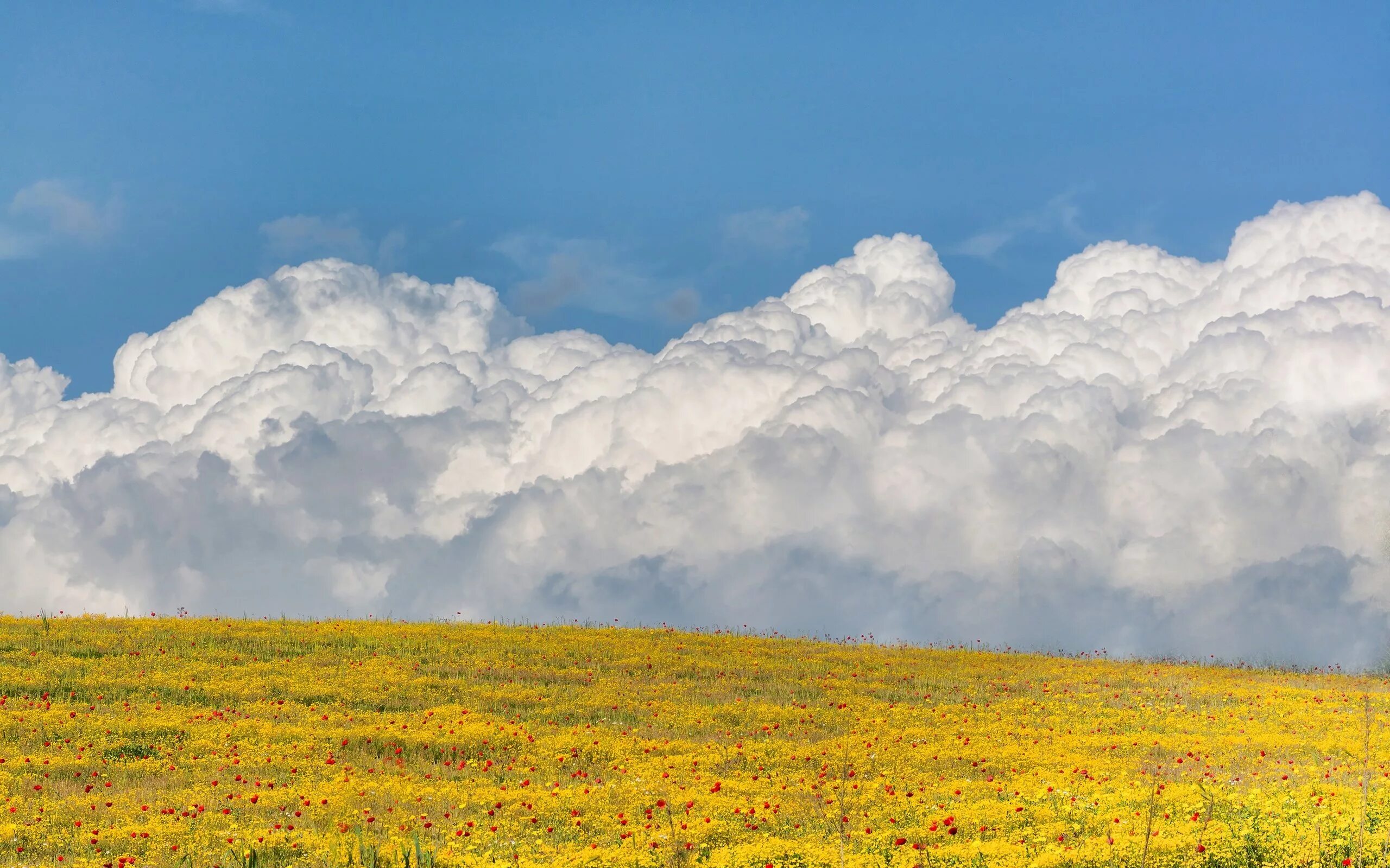 Пейзаж лето. Красивое небо и поле. Кучевые облака. Поле небо. В поле.