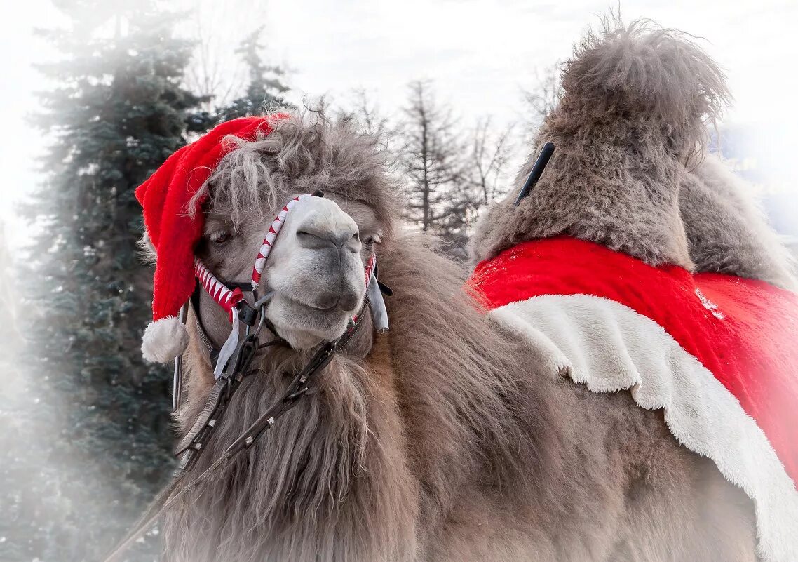 дед мороз на верблюде. дед мороз на верблюде. новогодний верблюд. новогодний верблюд. новогодний верблюд.